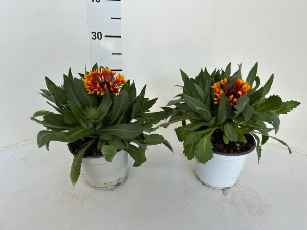 Gaillardia - Image 2