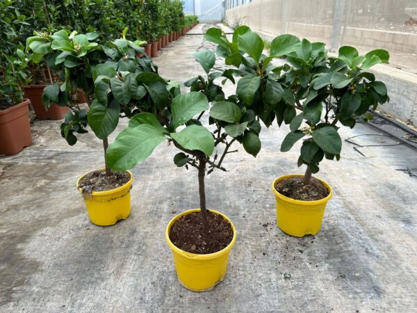 Citrus limon (lemon lunario) - Image 5