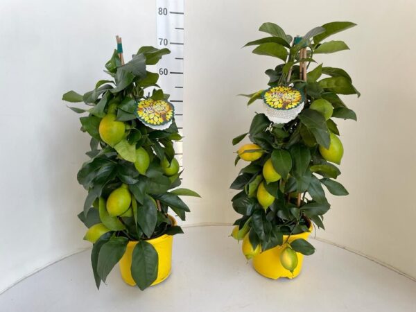 Citrus limon (lemon lunario) - Image 3