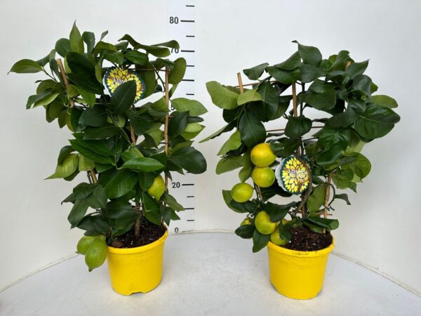 Citrus limon (lemon lunario) - Image 4