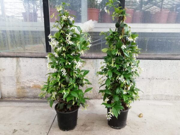 Rincospermum jasminoides - immagine 2