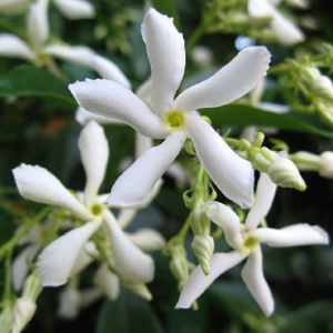 Rincospermum jasminoides