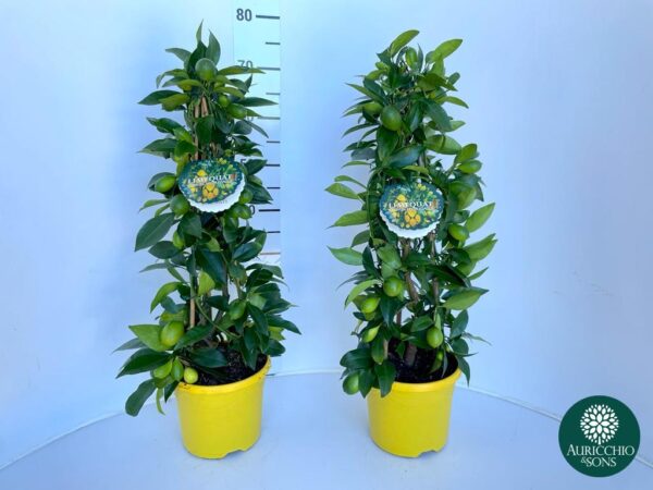 Citrus floridana (limequat) - immagine 3