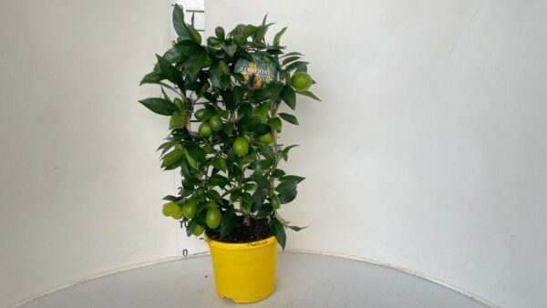 Citrus floridana (limequat) - immagine 4