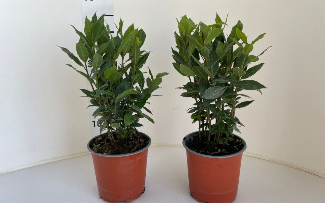 Laurus nobilis Auricchio & Sons