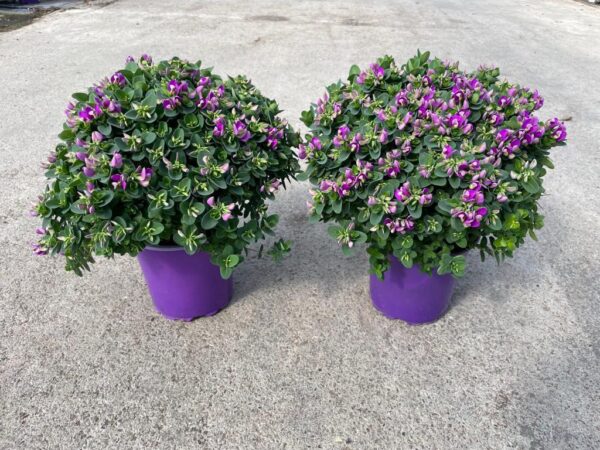 Polygala oppositifolia - Image 4