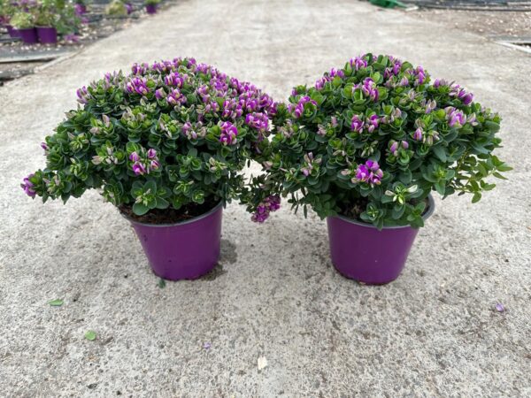 Polygala oppositifolia - Image 5