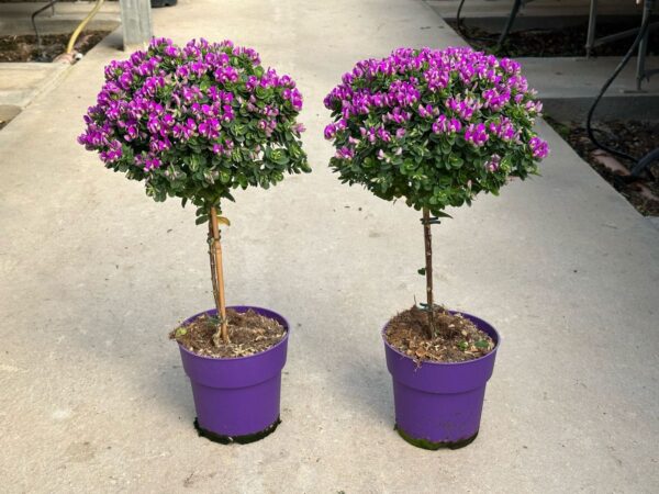 Polygala oppositifolia - Image 2