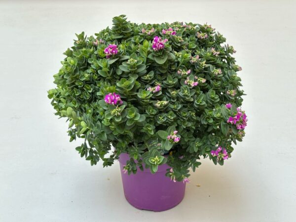 Polygala oppositifolia - Image 3