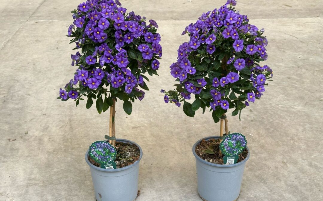 Solanum Rantonetti Auricchio & Sons