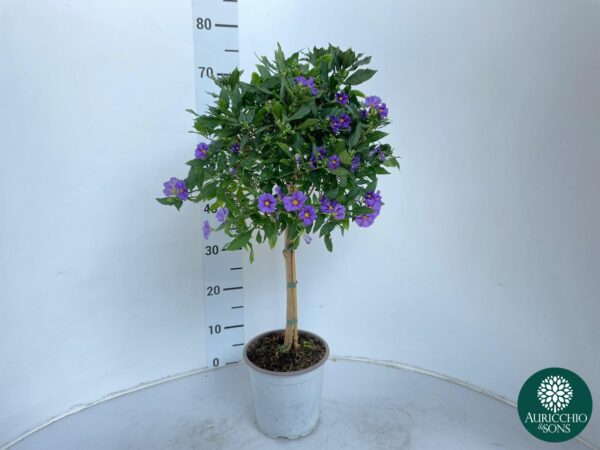 Solanum rantonetti - Image 3