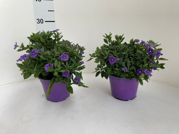 Solanum rantonetti - Image 2