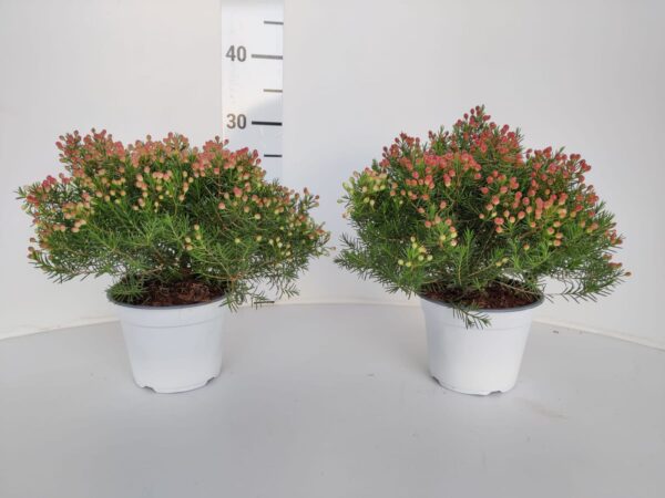 Waxflower gem flower - Image 3