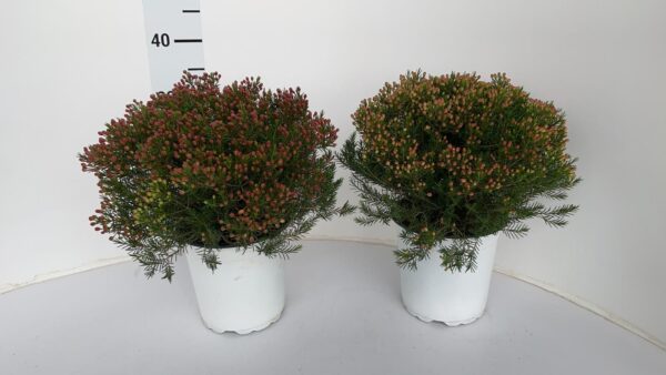 Waxflower gem flower - Image 4
