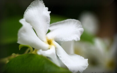 Gelsomino polyanthum: come farlo fiorire al massimo.