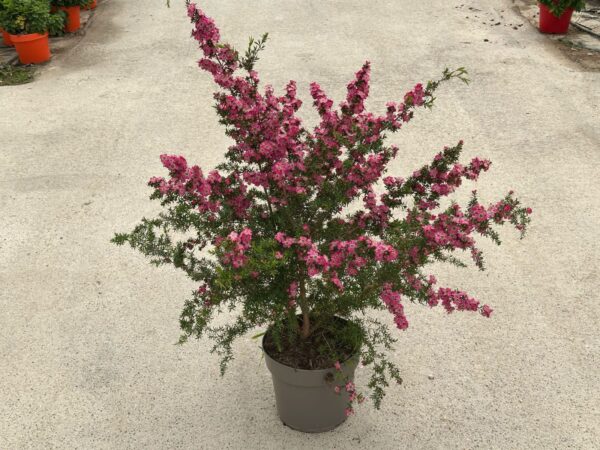 Leptospermum - Image 2