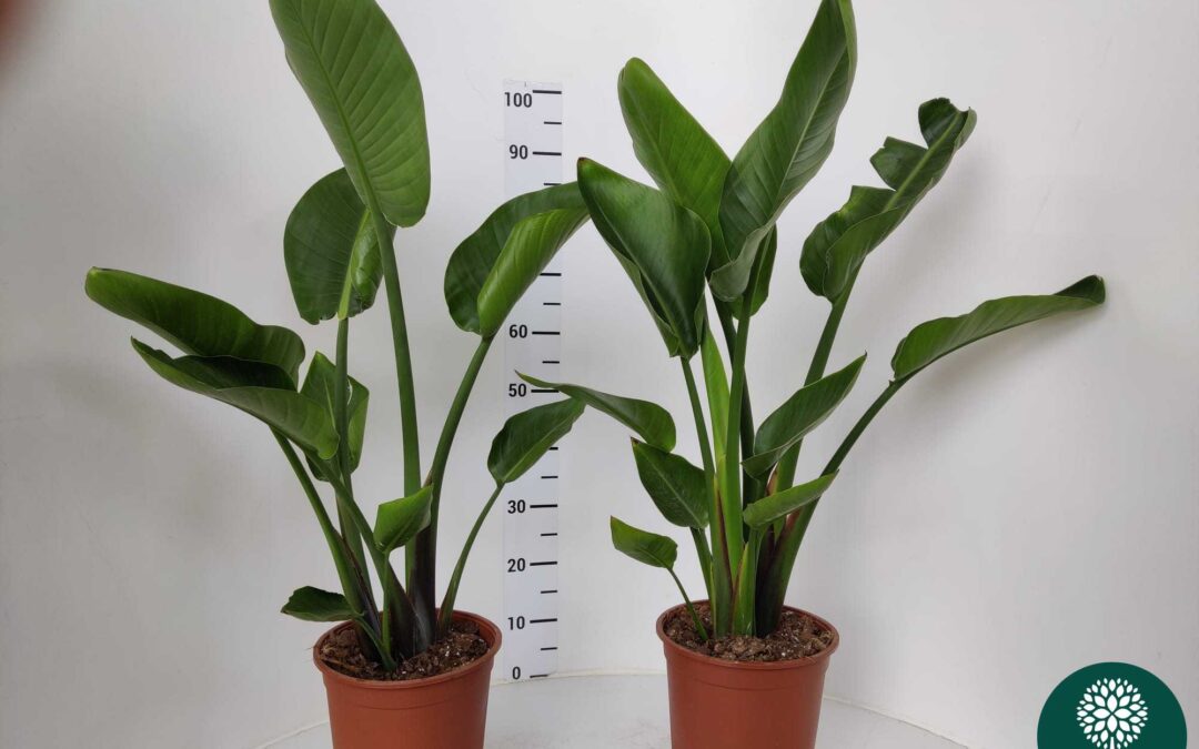 Strelitzia eretta augusta Auricchio & Sons