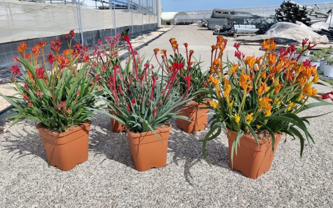 Auricchio Excellence: Anigozanthos
