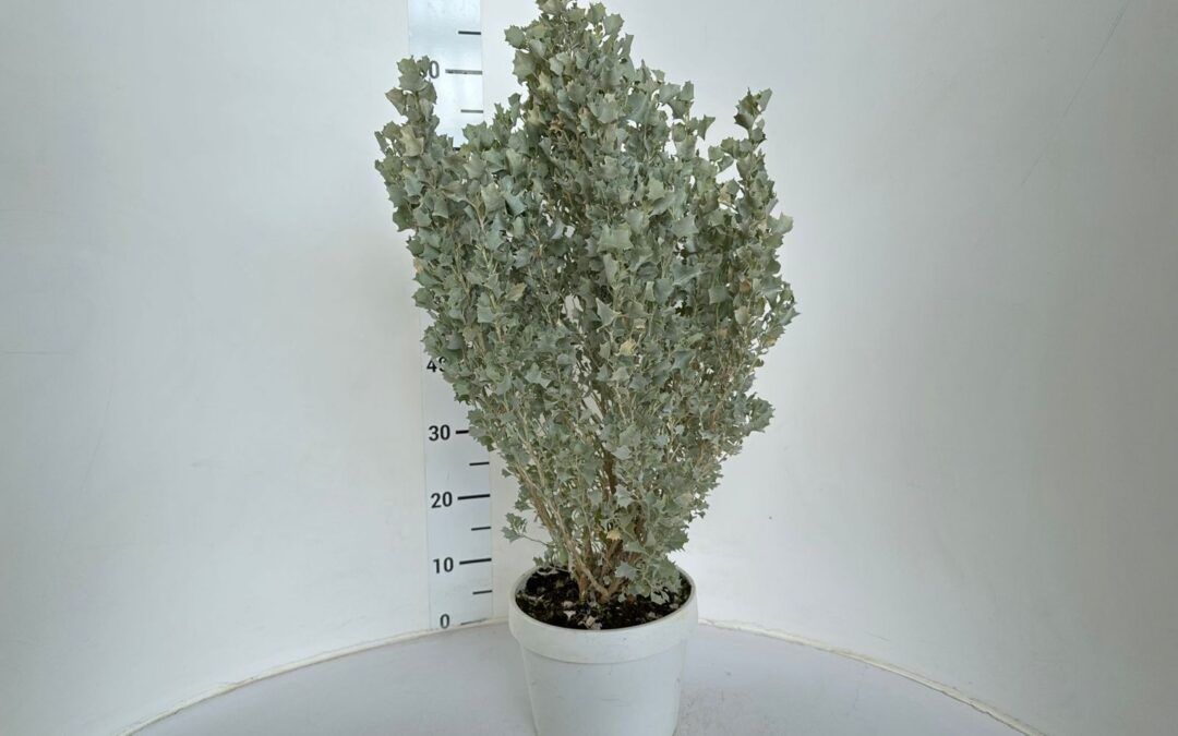 La pianta inaspettata: atriplex.