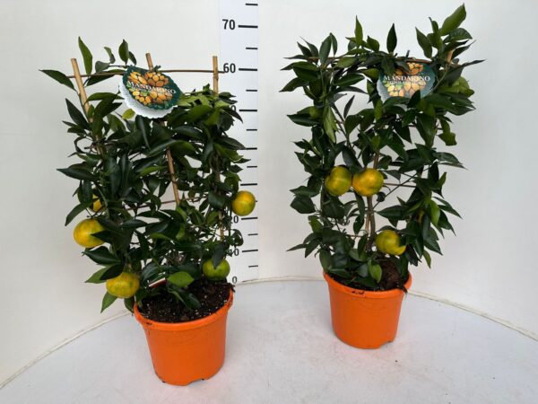 Citrus reticulata (mandarin) - Image 3