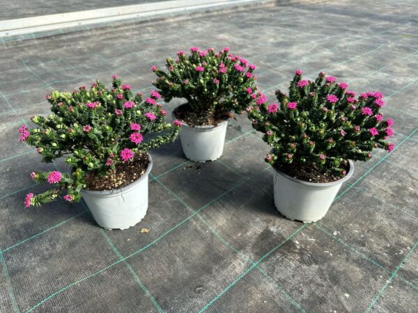 Pimelea ferruginea - Image 3