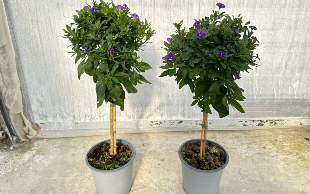 Solanum rantonnetii Auricchio & Sons