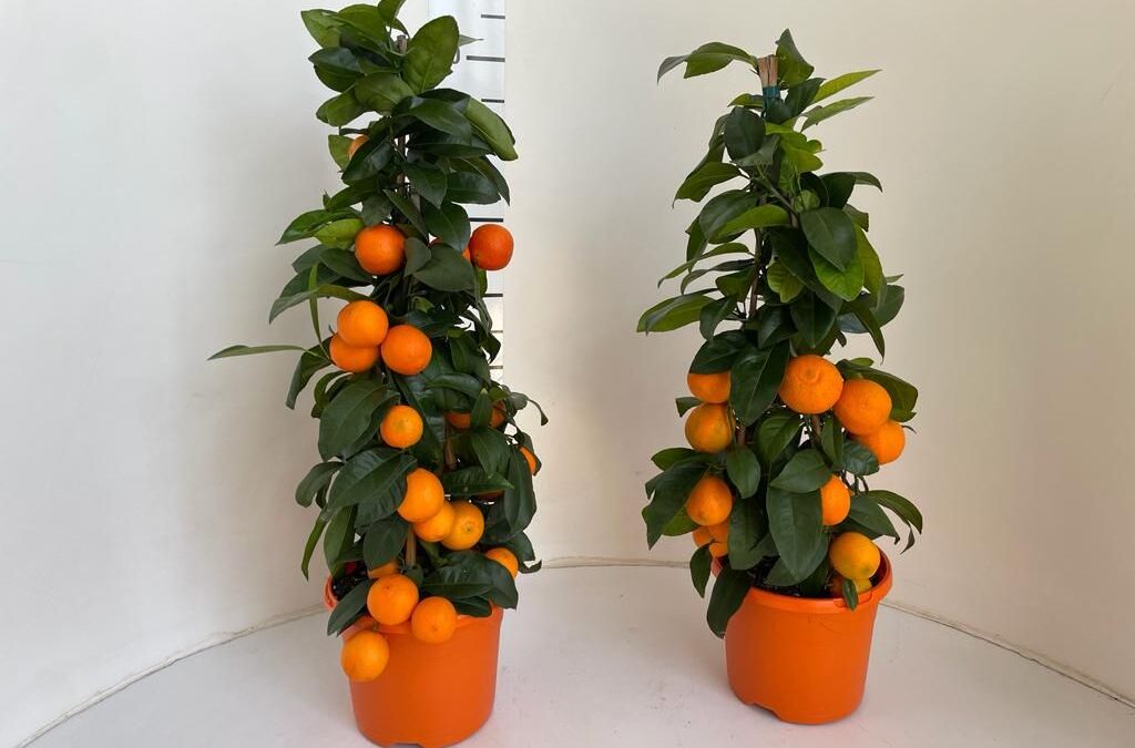 La pianta inaspettata: limetta rossa Auricchio & Sons.