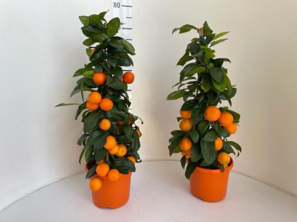 Citrus rangpur lime (limetta rossa) - immagine 2