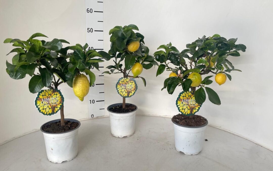 Limone cappuccio Auricchio & Sons