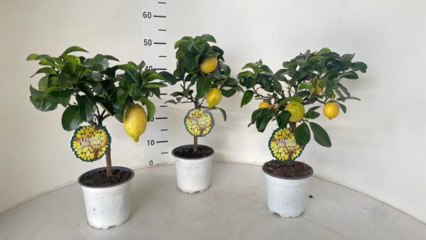 Citrus limon (lemon cappuccio) - Image 3
