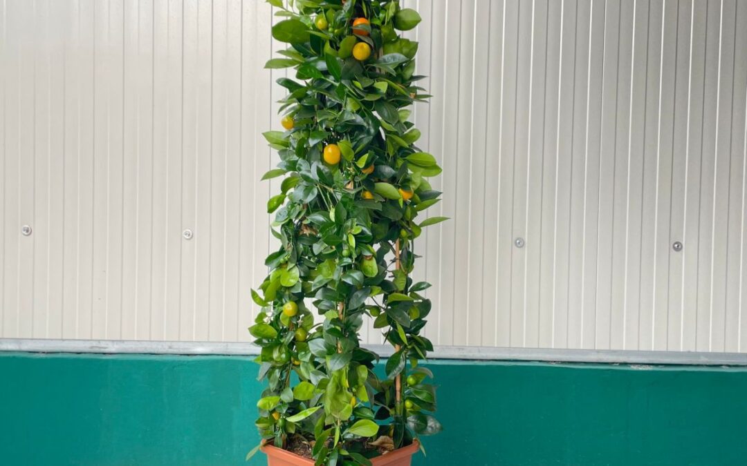 Calamondino Auricchio & Sons