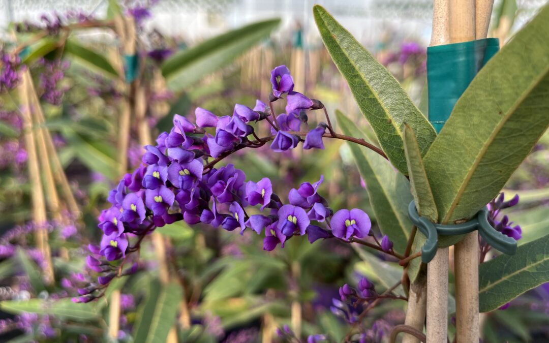 Handerbergia Auricchio & Sons