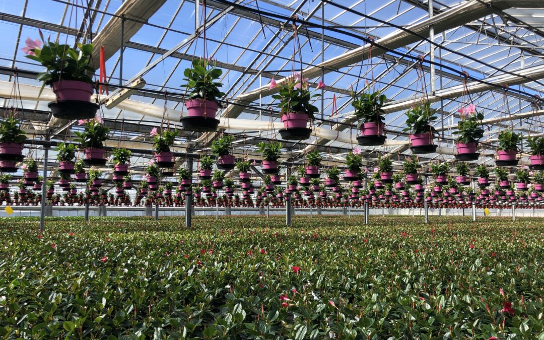 Vivaio Auricchio & Sons con dipladenie