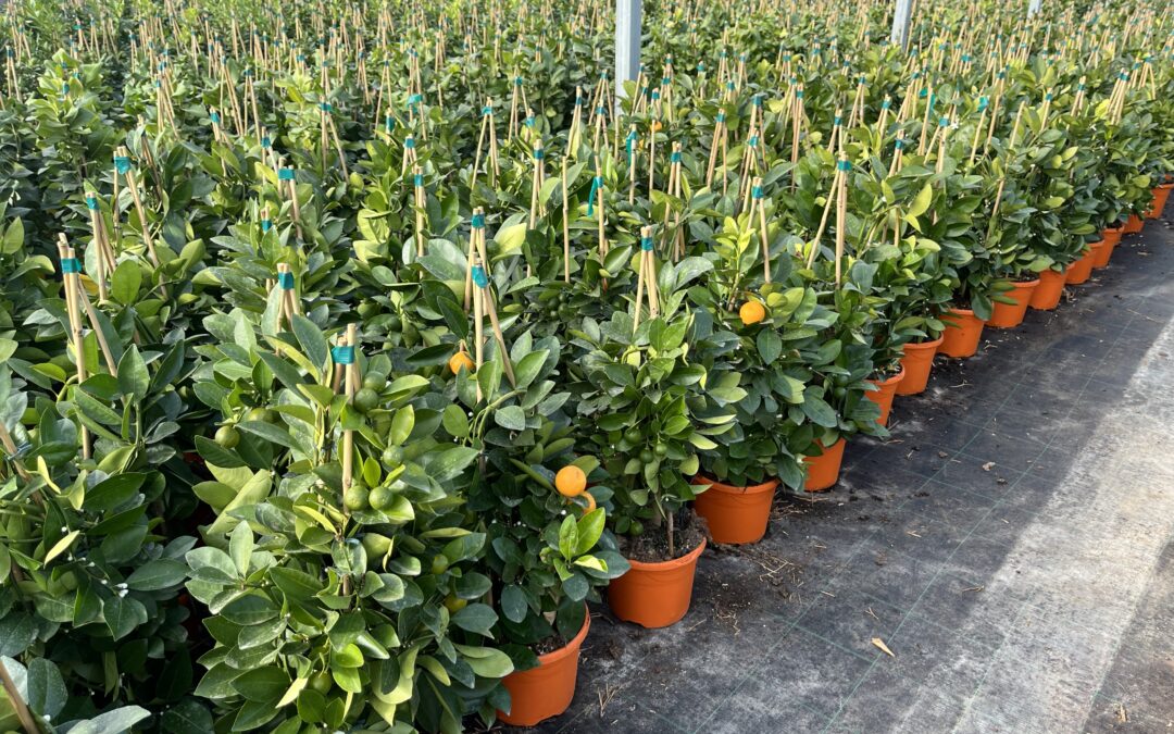 Agrumi Auricchio & Sons