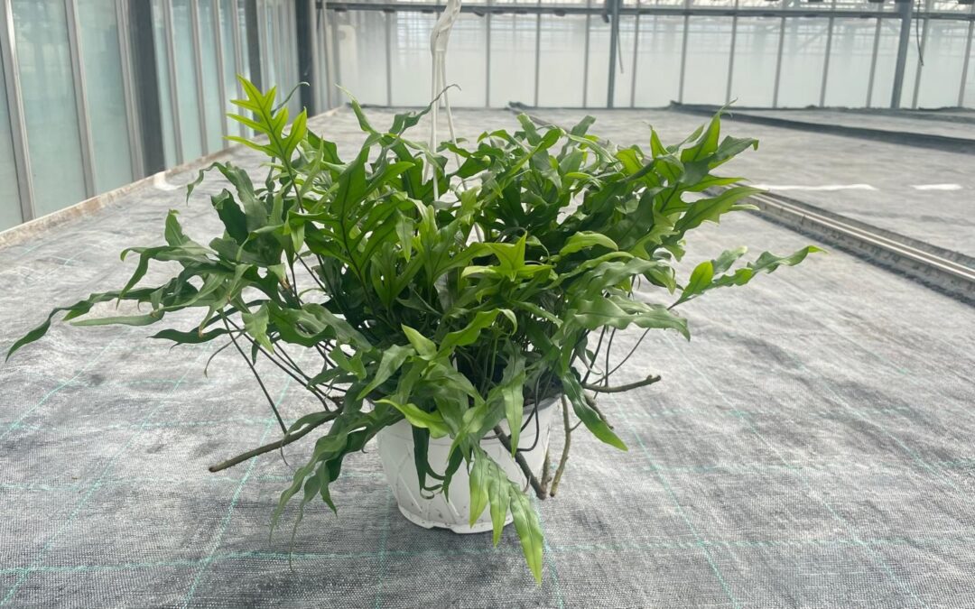 Microsorum Auricchio & Sons