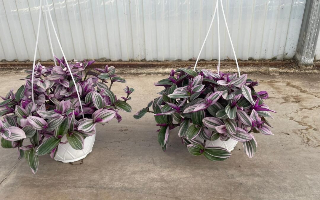La pianta inaspettata: tradescantia