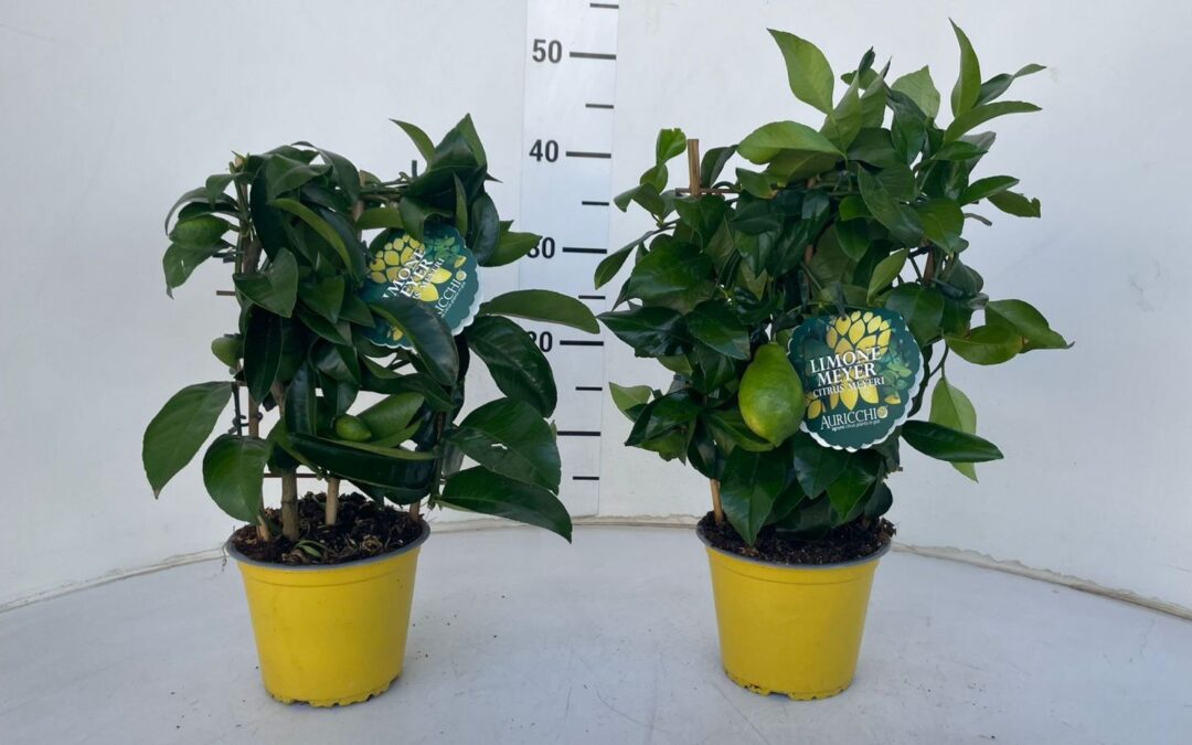 Piante a confronto: Limone Meyer e Ficus