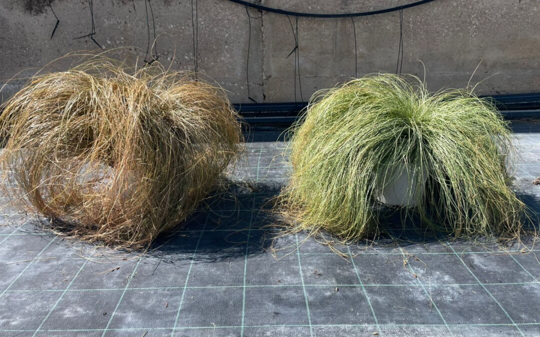 La pianta inaspettata: carex.