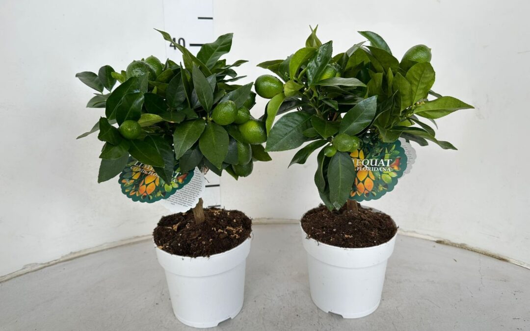 Limequat Auricchio & Sons