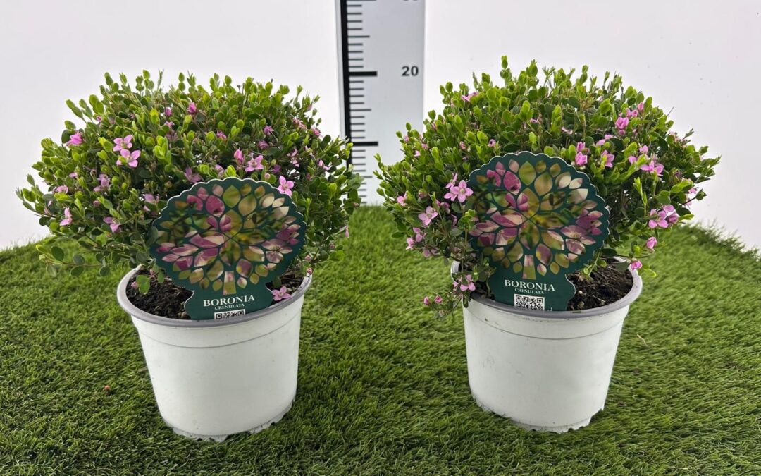 Guida alle fiorite del momento