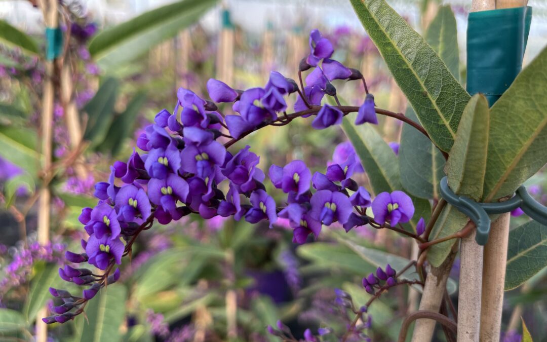 Handerbergia Auricchio & Sons
