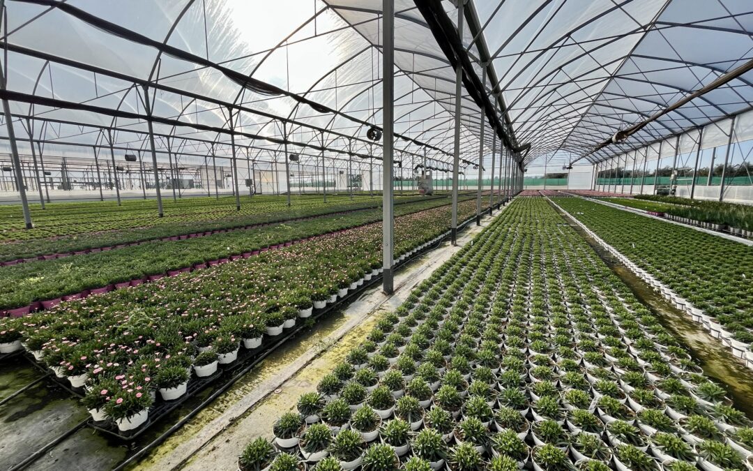 Campo aperto Auricchio & Sons