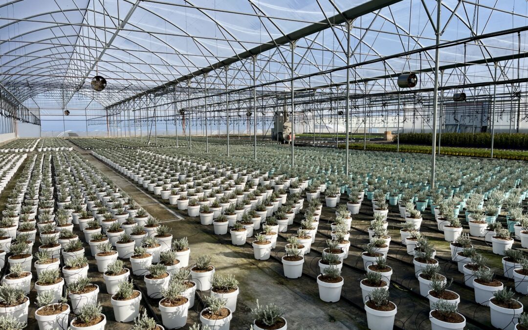Campo di eremophila Auricchio & Sons