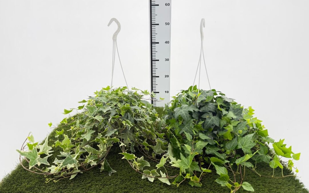 Hedera Auricchio & Sons
