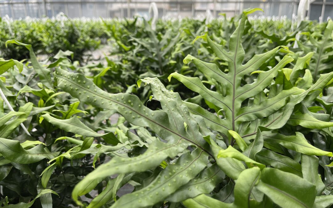 Microsorum Auricchio & Sons in serra