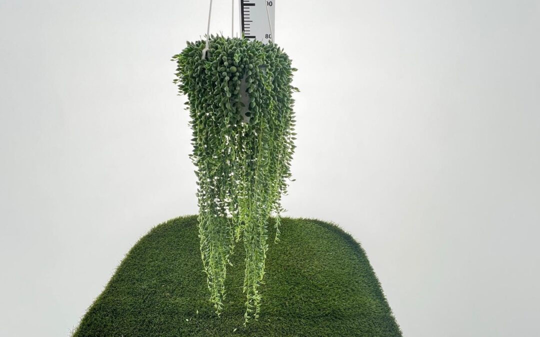 Senecio Auricchio & Sons