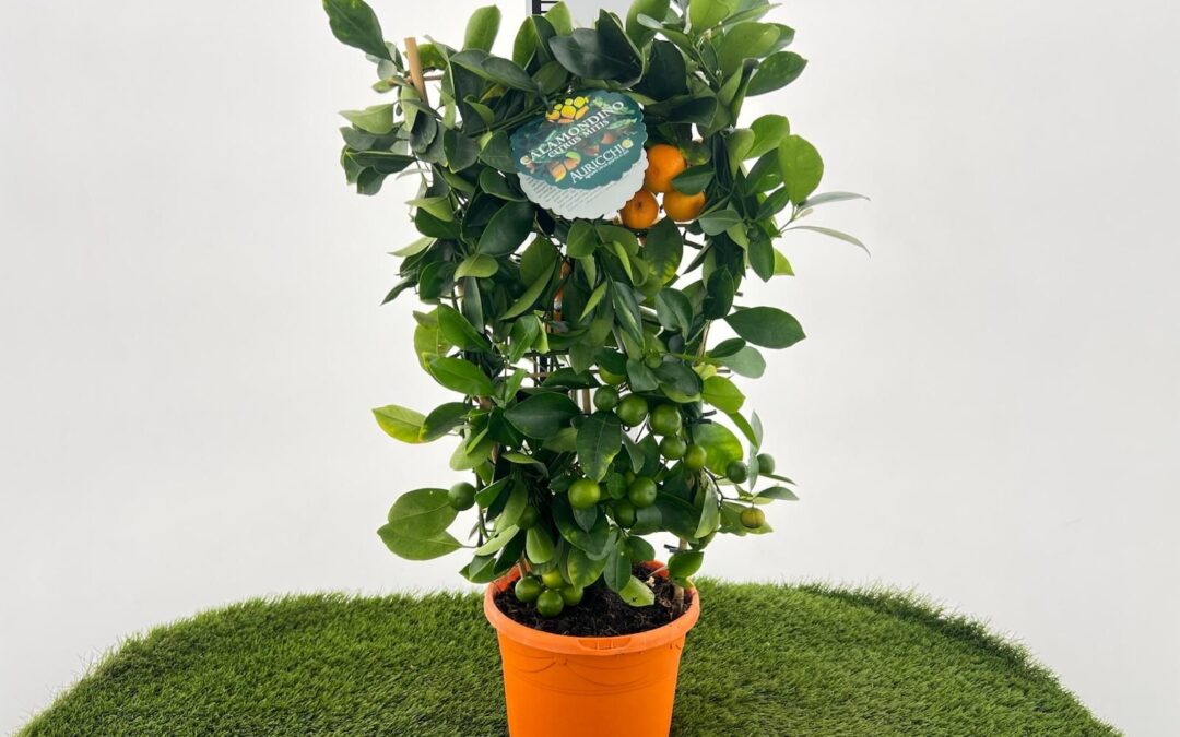 Calamondino Auricchio & Sons